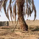 سعف نخل للبيع فيه طايح وفيه في النخل