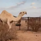 قعود رماني حق