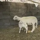 نعجه متبع عليها خروف سديس