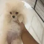 اجرى بومرنيان أنثى