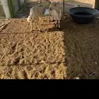 ضان رفيديات 2