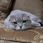 قط سكوتش دبل فولد للتزاوج