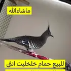 حمام خلخليت انثا