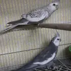 زوج كروان هولندي