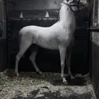 حصان شعبي ركوب طرب