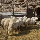 مشاء الله تبارك الله اعرض لكم ضان طيبات مشروطات