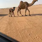 خلفه تحته بكره هديه