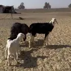 نعاج للبيع. نجد. كل وحده تحتها خروف.