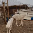 حريه رباع خلفه تم البيع