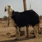 بيع الله يبارك له فحل نجدي جذع