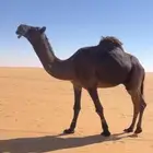 فحل مجهم