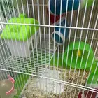 هامستر