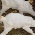 تيوس هولنديه دواغير