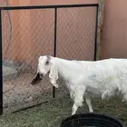 عنز صنف للبيع