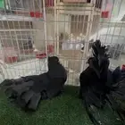 زوج شمسي أمريكي اوفر