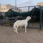 مشروع حري فاخرر