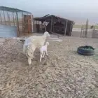 حريه وغوث