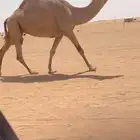 للبيع شعلا مزاين الناقه كفو
