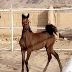 مهره شعبيه جميله