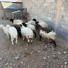 ذبايح مع التوصيل