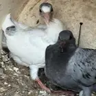 فراخة حمام