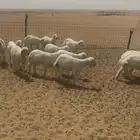 بهم مراح العدد15 كله طليان ماعدا 3 رخال المظيلف