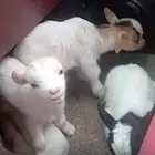 الماعز القزم الصغير
