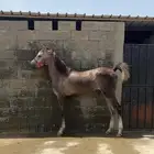 خيل