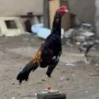 ديك شامو الماني فاخر