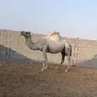 9 نياق للبيع لقحات ومعها فحل
