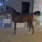خيل