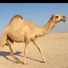 للبيع البكره لقيه طبع وممشا