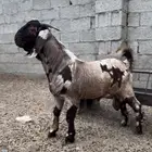 كلهاري جيشي بيور