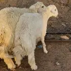 خرفان حريه فواخر بريه توب التوب