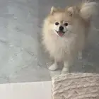 ذكر بوميرنيان تيدي بير كريمي للبيع