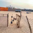 وز عراقي للبيع