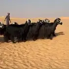 غنم دغم صنف