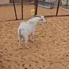 مطلوب تيس قزم