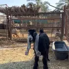 للبيع جفره عارضيه صنف معرفه