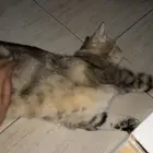 ام بكتنها للبيع
