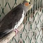 كروان زوج انتاج معه الفروخ بس البيع بدون الفروخ العدد 3