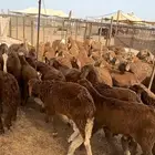 سواكني جذعان حمريات مرابي فاخر من الاخر