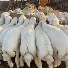 ذبايح حريه من البر مع الذبح والتوصيل