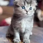 قطط ذكور للبيع
