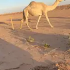 خفوت للبيع