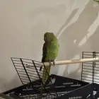 ببغاء الدرة