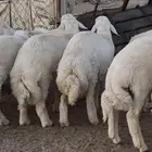 خرفان كفو للبيع