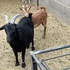 عنز قزمية هجين مع بنتها