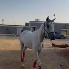 حصان شعبي شيخ