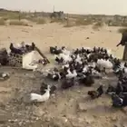 حمام الامريكي